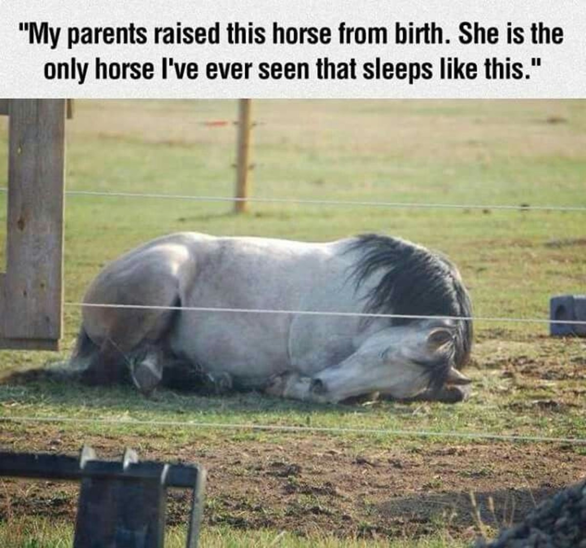 Лошадь спит прикол